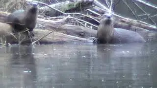 River Otter Eats FIsh in Frozen Lake