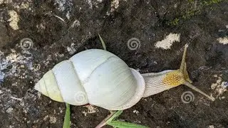 Giant Albino Snail: Bigger Mother, More Amazing Life 
