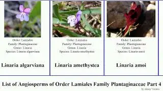 List of Angiosperms of Order Lamiales Family Plantaginaceae Part 4 linaria beardtongue kickxia eye
