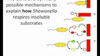 Electron Shuttling in Shewanella by Jeffrey Gralnick