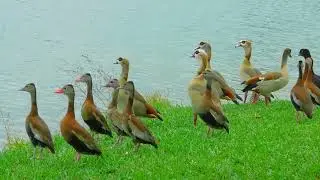 Black-bellied Whistling Duck sound of nervousness // Sonido de preocupaci&oacute;n de Pato Silb&oacute;n Vientre N