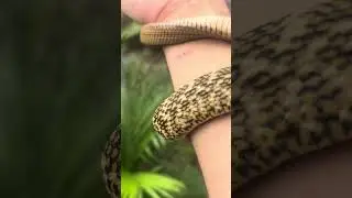 Chinese King Rat Snake #animals #snake