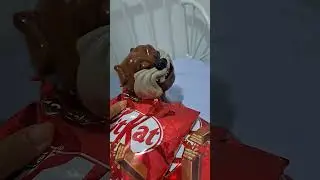 SATISFYING ASMR MADDOG AND KITKAT #satisfying #chocolate #viral #interesting #shorts