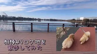 相棒ロケ地を散歩した愛犬の意外な行動#多頭飼い #トイプードル #ちわぷーぷー #犬散歩 