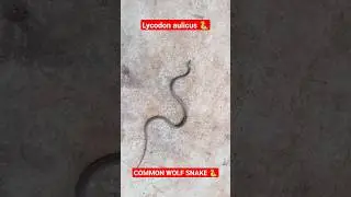 lycodon aulicus | common wolf snake #shorts