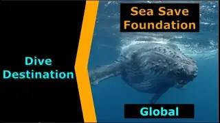 Sea Save Charity - Dive Charity Spotlight for Scuba.Digital The #1 Online Dive Show