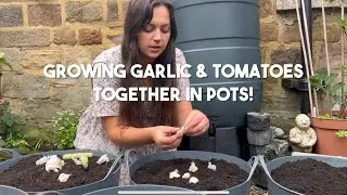 Growing garlic and tomatoes together in pots | Garlic planting | Diary of a Yorkshire Gardener