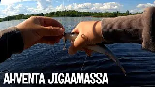 AHVENEN JIGAUSTA - LMAB BLEAK SHAD 6 CM - PERINTEINEN TYYLI VS. DROP SHOT JIGAUS