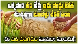 Perennial rice: ఈ వరి వంగడం సూపరో సూపరు|Long-lived Rice Variety|Paddy Cultivation|China Rice|Telugu