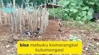 Lagu Wakatobi Kadayo kulumongasiko no vocal 