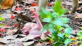 Cute baby NIKO jumps on mother's foot, careless falls backward - but mom seems to ignore care baby