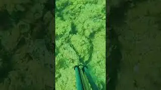 ESCORPORA CAMUFLADA 🪨 #pesca #pescasub #pescasubmarina #spearfishing