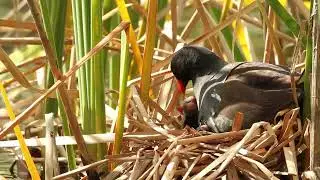 Common Gallinule
