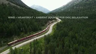 Ambient Sounds for DOG (Wind + Heartbeat) | #dogmusic #puppymusic #dogseparationanxiety #musicfordog