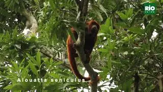 &iquest;C&oacute;mo se llama en tu pais o regi&oacute;n?  Alouatta seniculus