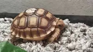 Centrochelys Sulcata gu&iacute;a de cuidados basicos
