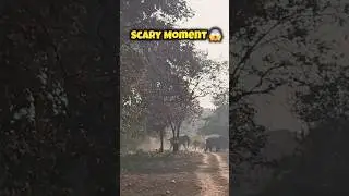 Scary Moment 😱 | Tiger drives away elephant herd | Amangarh Tiger Reserve | jhirna.zone