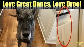 Love Great Danes, Love Drool