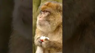 Monkey Eating Apple | Monkey Eating Fruits #shorts