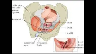 Embryology And Anatomy of The Pelvic Organs