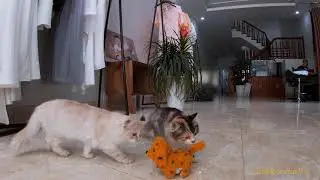 Funny Reactions of Fluffy Kittens Meeting a Robot Dog Toy for the First Time! | Meowing TV.