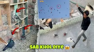 3 pakde hue kabutro ke par khol kr Udaya 😱 || ye kiya Kara Aman ne 😰