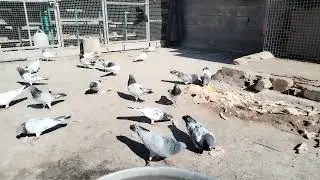 الخبز اليابس انطي للطيور لو لاااا