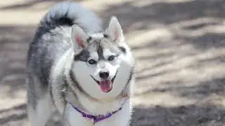 Alaskan Klee Kai Dog | Facts, History & Characteristics