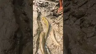 Amazing Fishing Video From Muddy #fishing #fishingvideo #fish #catfish #bigfish