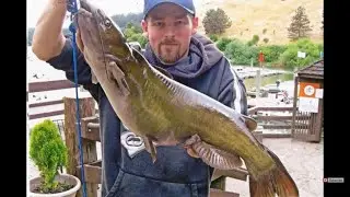Cat fishing Catfish in￼ California / How to catch fish Best Baits lures￼ Top 5 ways