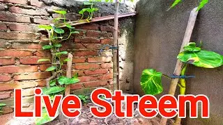Live Streem Shorts ✅️ #shorts #livestreem #shortsfeed #guwahati ✅️
