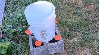 Lil' Clucker chicken water cup install.