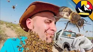 Extreme Bee Challenge! 3000 de albine pe fața lui Coyote! Fauna sălbatică cu insecte