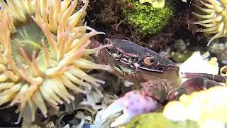 The Salish Sea - A Single Body of Life