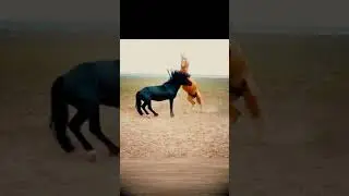Horse fight