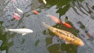 Fish in Kibble Palace Glasgow.