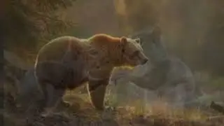 Why