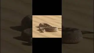GATO DO DESERTO VS SERPENTE DO DESERTO#shorts