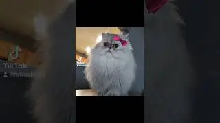 Cat CONFESSIONS 😹! #new #cat #youtubeshorts #pets #funnyvideo #animals #funny
