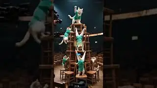 Circus Cats on Chairs! 🐾 Stunning Acrobatic Performance 🎪 #aivideo #funny #cat