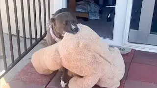 Luna the Lovebug: A Pitbull's Heart Warming Story | Happaw
