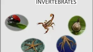 INVERTEBRATE || LECTURE 9 ||Some examples of Protozoa ||