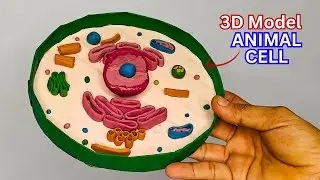 3D Model of Animal Cell | Animal Cell Model for Project | 3D Model making | DIY ANIMAL CELL MODEL