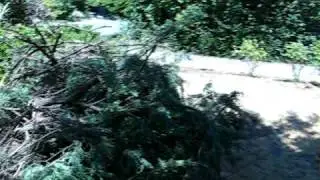 Alvey and Juniper Bushes