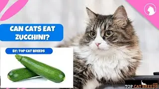Can Cats Eat Zucchini | Top Cat Breeds