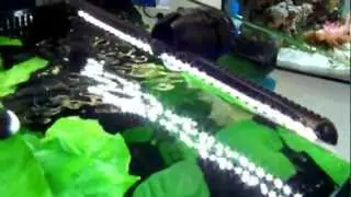 2x TUNZE&reg; LED in fresh water nano tank, at Interzoo 2012