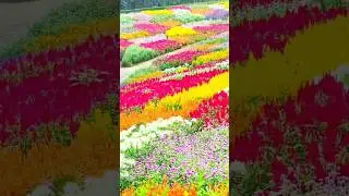 🌸 Garden of Europe | The Most Beautiful Flower Paradise in the World #shorts
