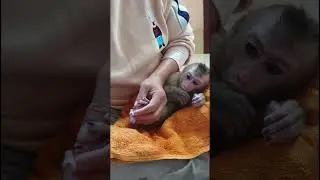 Mommy clean nails for little baby monkey Bobby #8