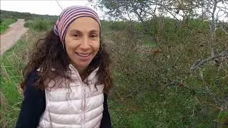 El escaramujo