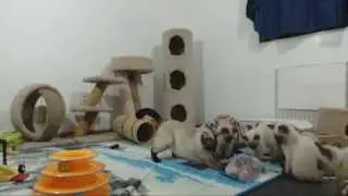Clone Trooper Kittens - Releasing the Toy Stash